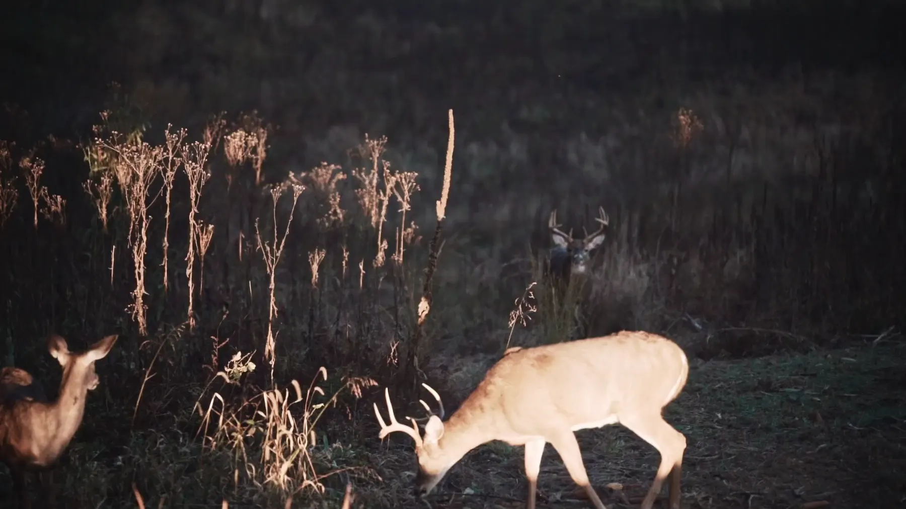 A buck working through a field at last light.